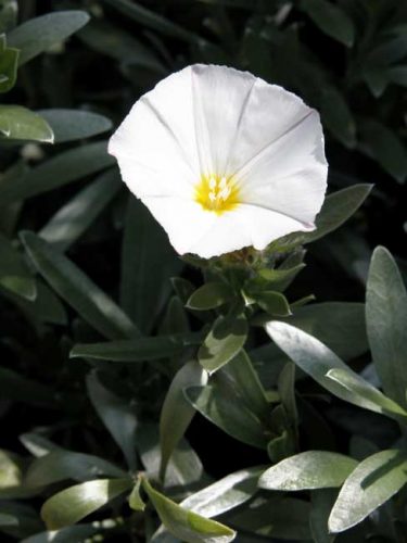 Convolvulus cneorum - silver leaf plant for Mediterranean garden beds