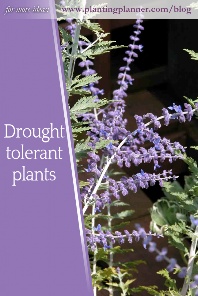 Drought tolerant plants from Weatherstaff PlantingPlanner