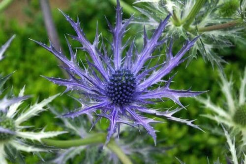 Eryngium for a drought tolerant garden border