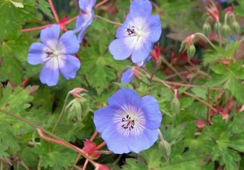 Geranium Rozanne - drought tolerant hardy geranium