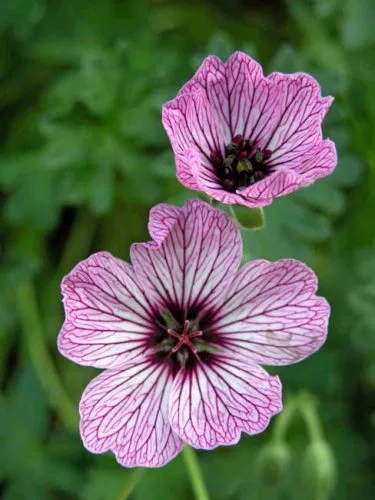 Geranium cinereum Ballerina - drought tolerant geranium from Weatherstaff