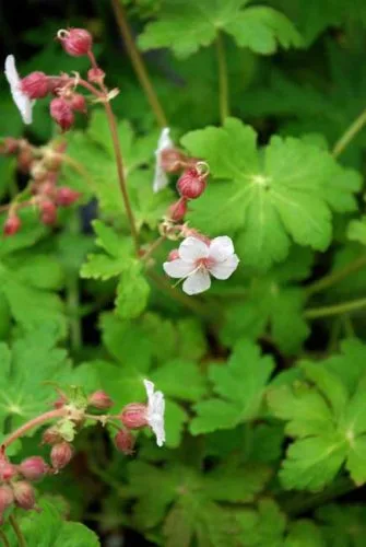Geranium macrorrhizum Spessart - drought tolerant hardy geranium