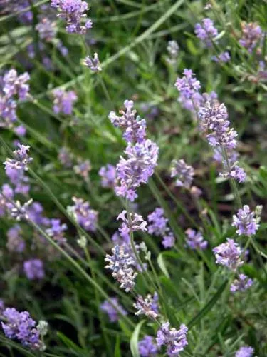 Lavender - Weatherstaff Factfile