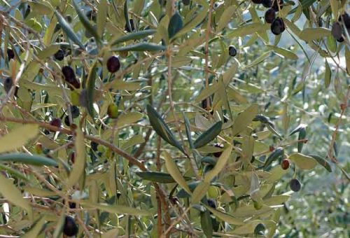 Olive leaves - Olea europaea for Mediterranean gardens