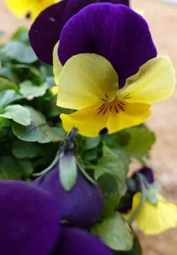 Violas for containers Weatherstaff garden design software