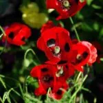 Papaver commutatum Ladybird - Weatherstaff PlantingPlanner