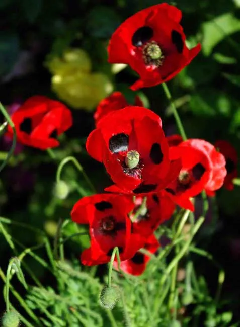 Papaver commutatum Ladybird - Weatherstaff PlantingPlanner
