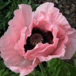 Papaver orientale Coral Reef - Weatherstaff PlantingPlanner