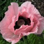 Papaver orientale Coral Reef - Weatherstaff PlantingPlanner