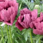 Papaver orientale Patty's Plum - Weatherstaff PlantingPlanner