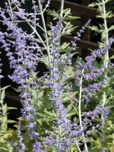 Perovskia atriplicifolia - from Weatherstaff PlantingPlanner