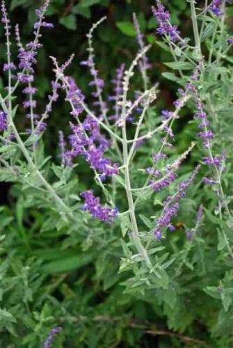 Perovskia longin - drought-tolerant plant from Weatherstaff