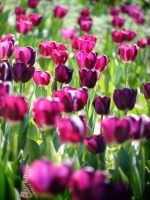 Captivating tulips - spring garden plans from Weahterstaff
