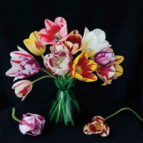 Rembrandt Tulip Mix - spring garden border ideas from Weatherstaff garden design software