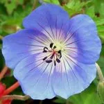 Geranium Rozanne - from the Weatherstaff PlantingPlanner