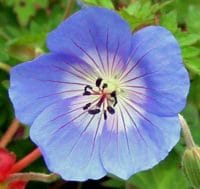 Geranium Rozanne - from the Weatherstaff PlantingPlanner