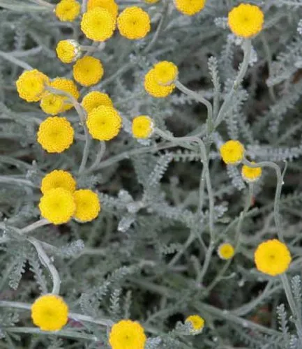 Santolina chamaecyparissus - silver plant for Mediterranean garden beds from Weatherstaff garden design software