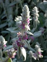 Stachys lanata - silver plant for hot, dry borders