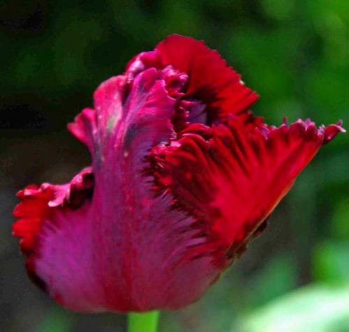 Tulip Black Parrot - spring bulbs ideas from Weatherstaff garden design software