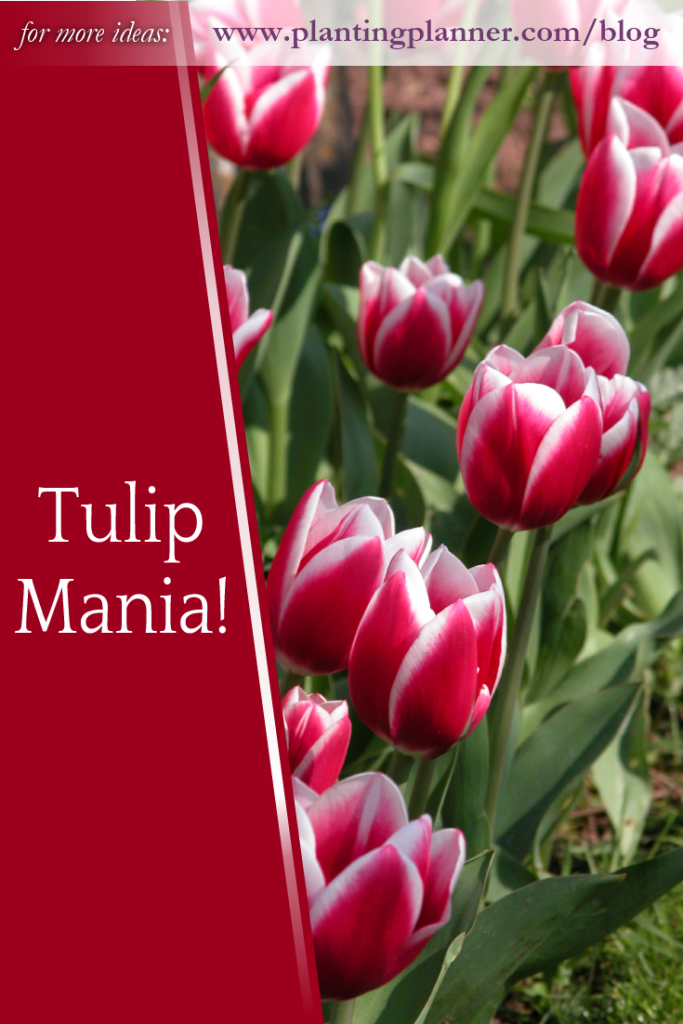 Tulip Mania! - from the Weatherstaff PlantingPlanner