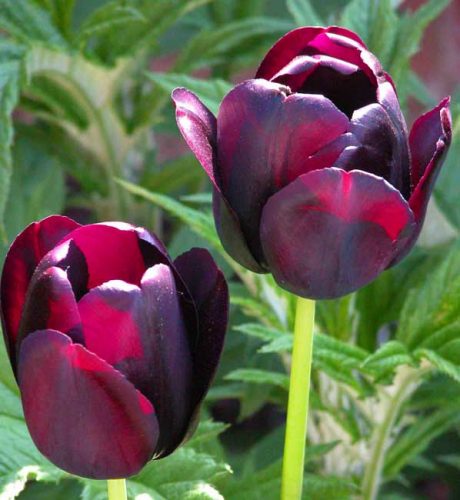Tulip Queen of the Night - spring bulbs suggestions from Weatherstaff landscape design software