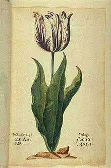 Tulip The Viceroy
