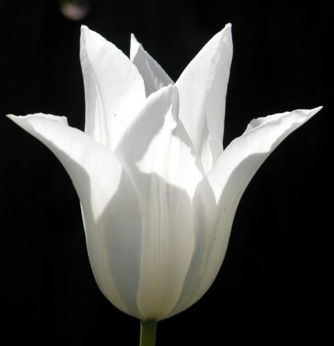 Tulip White Triumphator - spring border ideas from Weatherstaff landscape design software