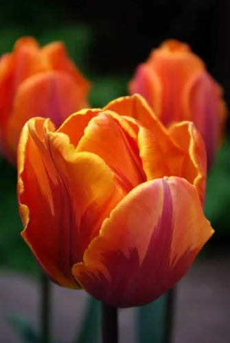 Tulipa Prinses Irene - spring bulbs ideas from Weatherstaff garden design software