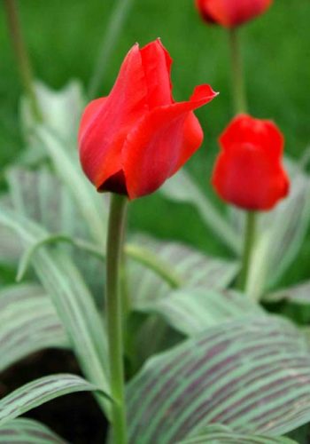 Tulip Red Riding Hood - spring bulbs ideas from Weatherstaff garden design software