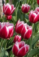Colourful tulips - from Weatherstaff PlantingPlanner blog