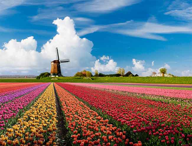 Veldheer Tulip Garden Gardening Ideas From The Weatherstaff