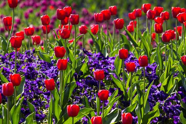 Red tulips - spring border ideas from the Weatherstaff PlantingPlanner