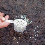 Add slow-release fertiliser to your containers before planting - Weatherstaff Planting Planner