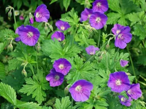 Geranium himalayense 'Gravetye' - ideas for summer flowering pots