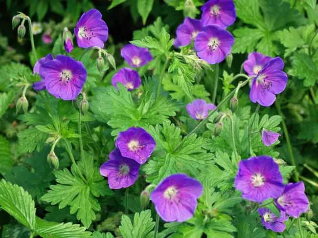 Geranium himalayense 'Gravetye' - ideas for summer flowering pots