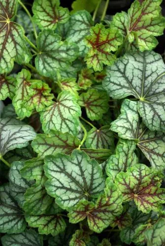 Heuchera Green Spice - a great container plant choice