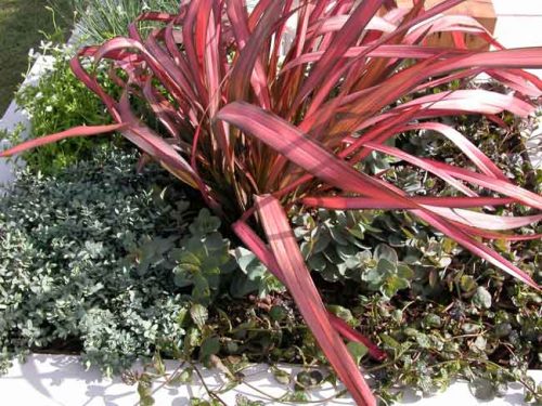 Phormium Pink Panther for colourful pots Weahterstaff PlantingPlanner