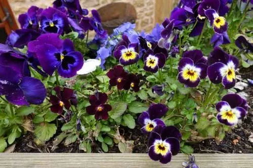 Spring pansies in harmonising colours from Weatherstaff garden design software