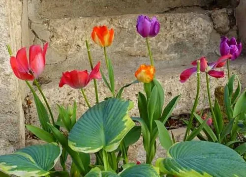 Tulips in a spring container display