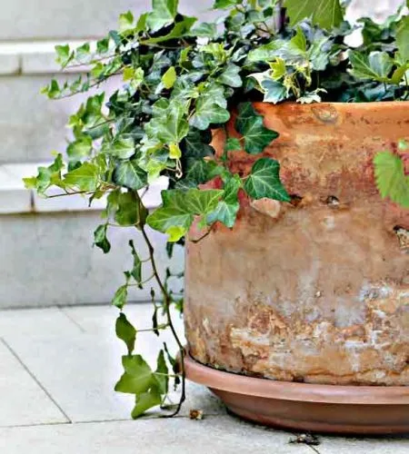 6 Spillers for Fantastic Container Plantings Gardening Ideas from the Weatherstaff PlantingPlanner Blog