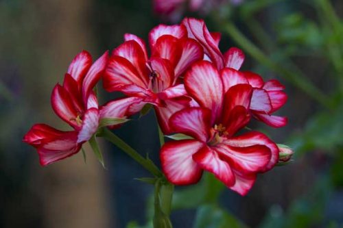 Red and white pelargonium for summer containers