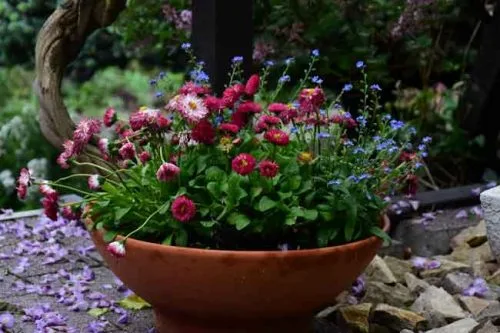 A collection of charming daisies and forget me nots