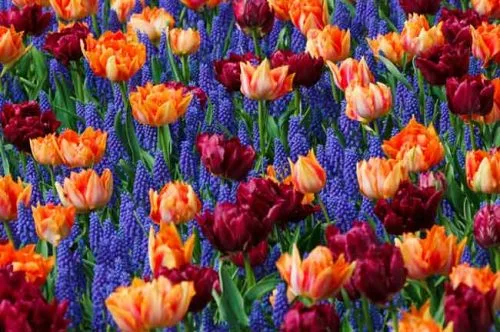 Tulips and grape hyacinths in a vibrant planting combination from Weatherstaff garden design software