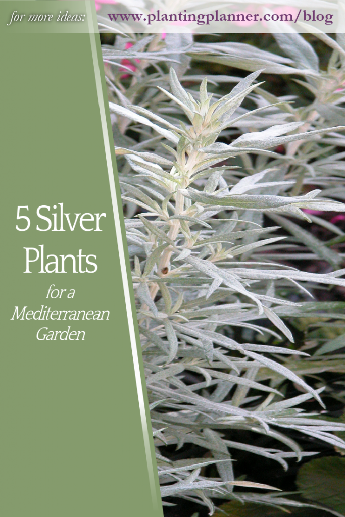 5 Silver Plants for a Mediterranean Garden - from Weatherstaff garden design software