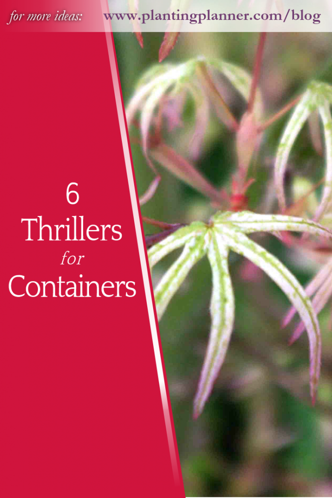 6 Thrillers for Fantastic Containers - from Weatherstaff garden design software