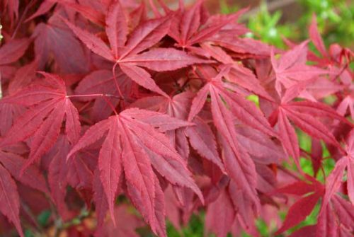 Acer palmatum Bloodgood - Japanese Maple from Weatherstaff Planting Planner