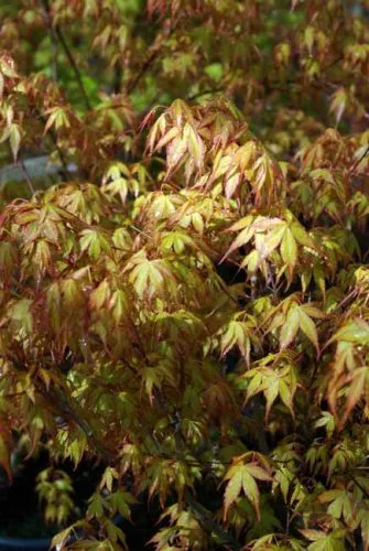 Acer palmatum Katsura from Weatherstaff garden design software