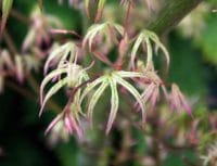 Acer palmatum Ukigumo - container planting from Weatherstaff