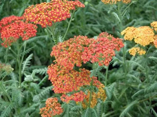 Achillea Walther Funcke - container plant from Weatherstaff Planting Planner