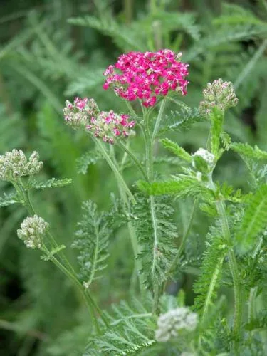 Achillea millefolium Cassis - great plant choice for container gardening